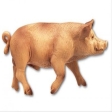 Cochon