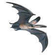 Bébé chauve-souris