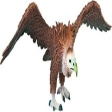 Vautour moine