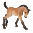 Poulain de Trakehner