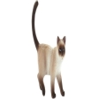 Chat De Gouttière Kimmy