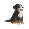 Bouvier bernois chiot Joy