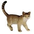 Chat sauvage