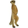 Suricate