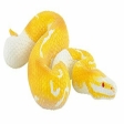Python royal albinos