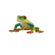 Grenouille aux yeux rouges