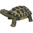 Tortue Terrestre