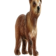 Ours Brun Jeune